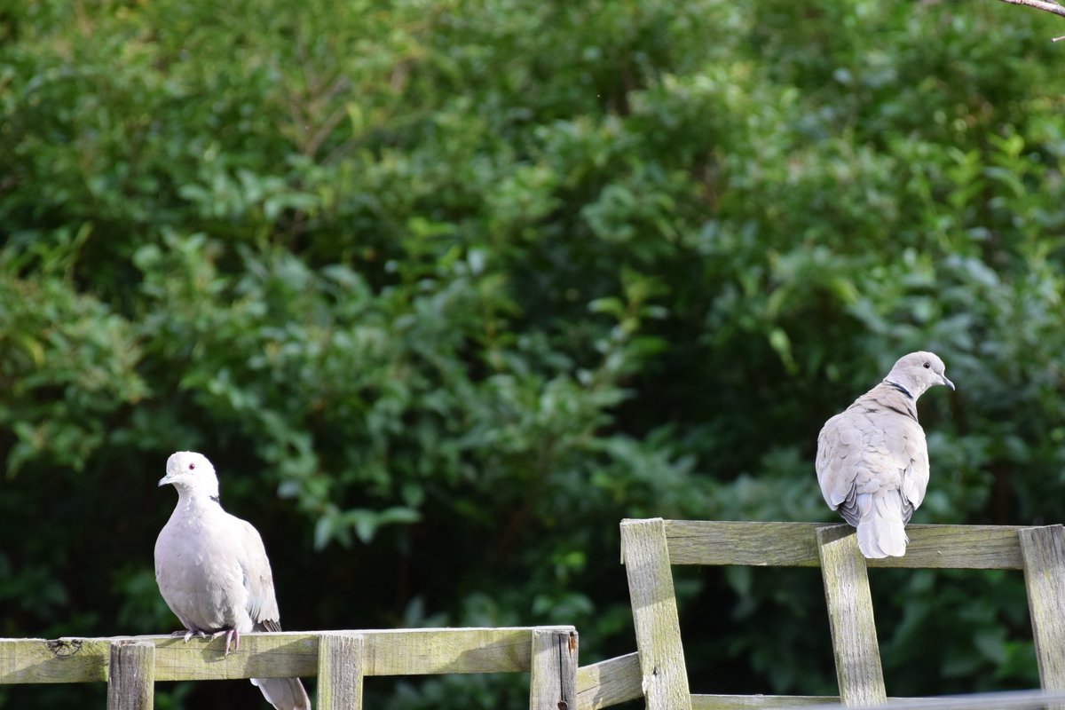 MyGarden_Uk's tweet photo. There were 3 Collared Doves here in the evening.
They had to wait for the Wood Pigeon to finish.😊
#CollaredDoves #Doves #BeautifulBirds #Nature #ColoursOfNature #Waiting https://t.co/LMfnP0yoAG