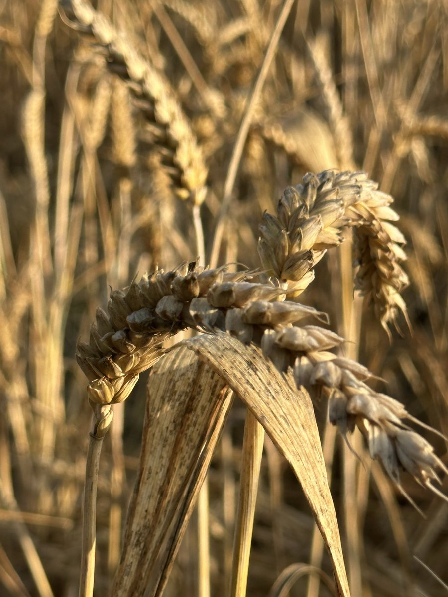 Is there a myth, legend or folk tale you particularly associate with harvest time? And if there is, please tell me which one! #Folklore #FolkTales #Myth #Legend #FairyStories 
Calling @Kate_Dancingcat @andtheHare @MharaStarling @DrFrancisYoung @CentreMyth @Cunningfolkzine