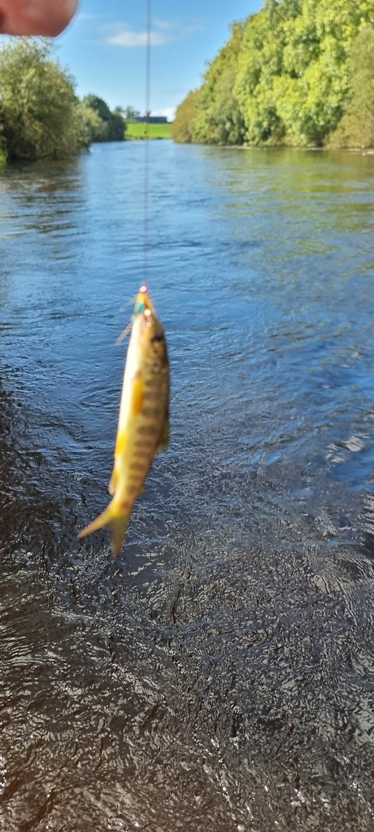 Ferrybryan's tweet image. Lovely but fruitless day on the Feale.River a little high but should be just right tmro 🤞
