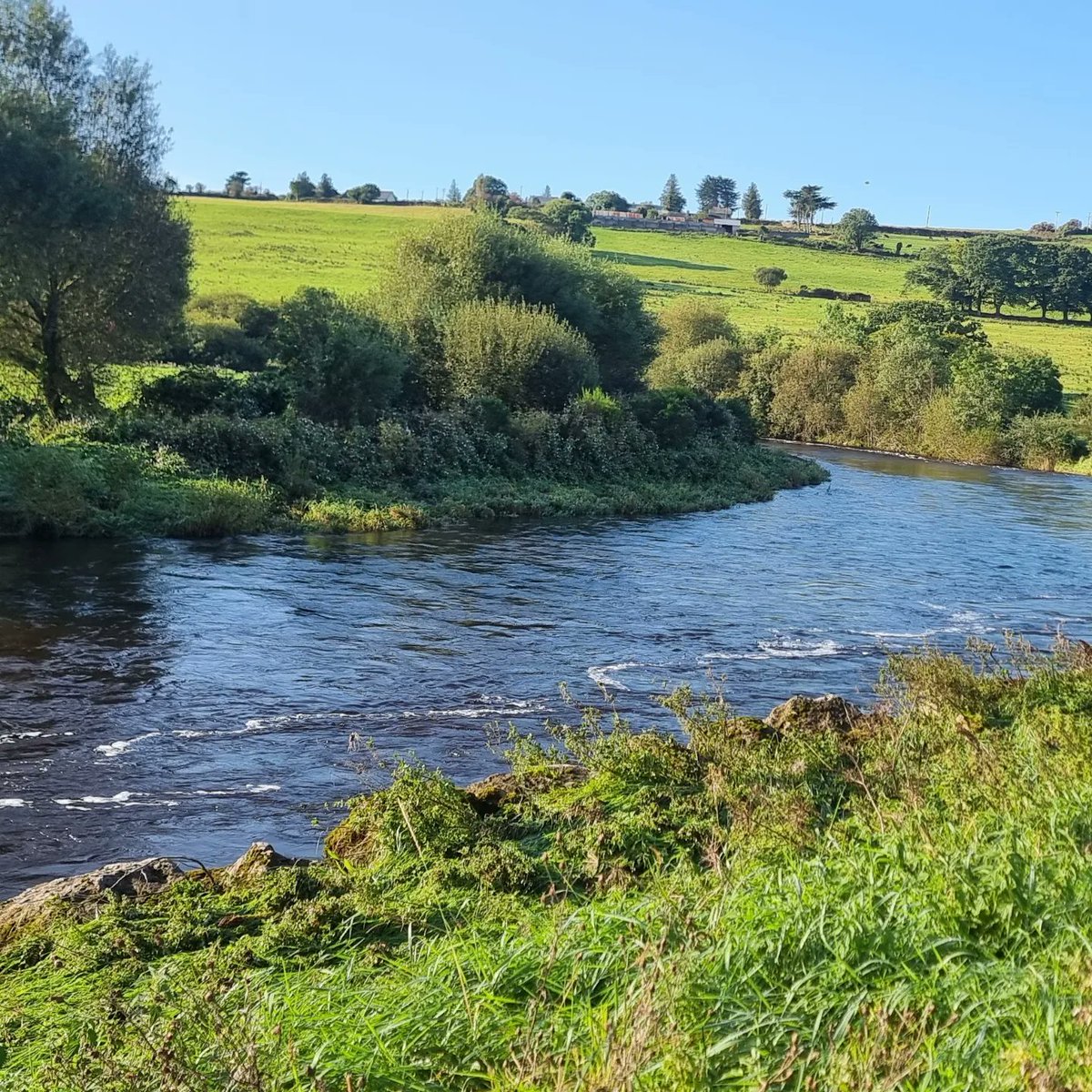 Ferrybryan's tweet image. Lovely but fruitless day on the Feale.River a little high but should be just right tmro 🤞