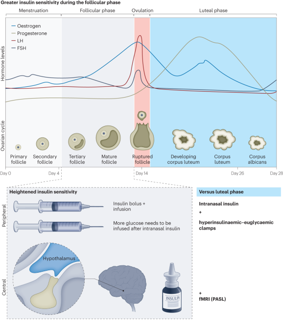 Online now! Metabolic tuning during the menstrual cycle dlvr.it/SwRFMH
