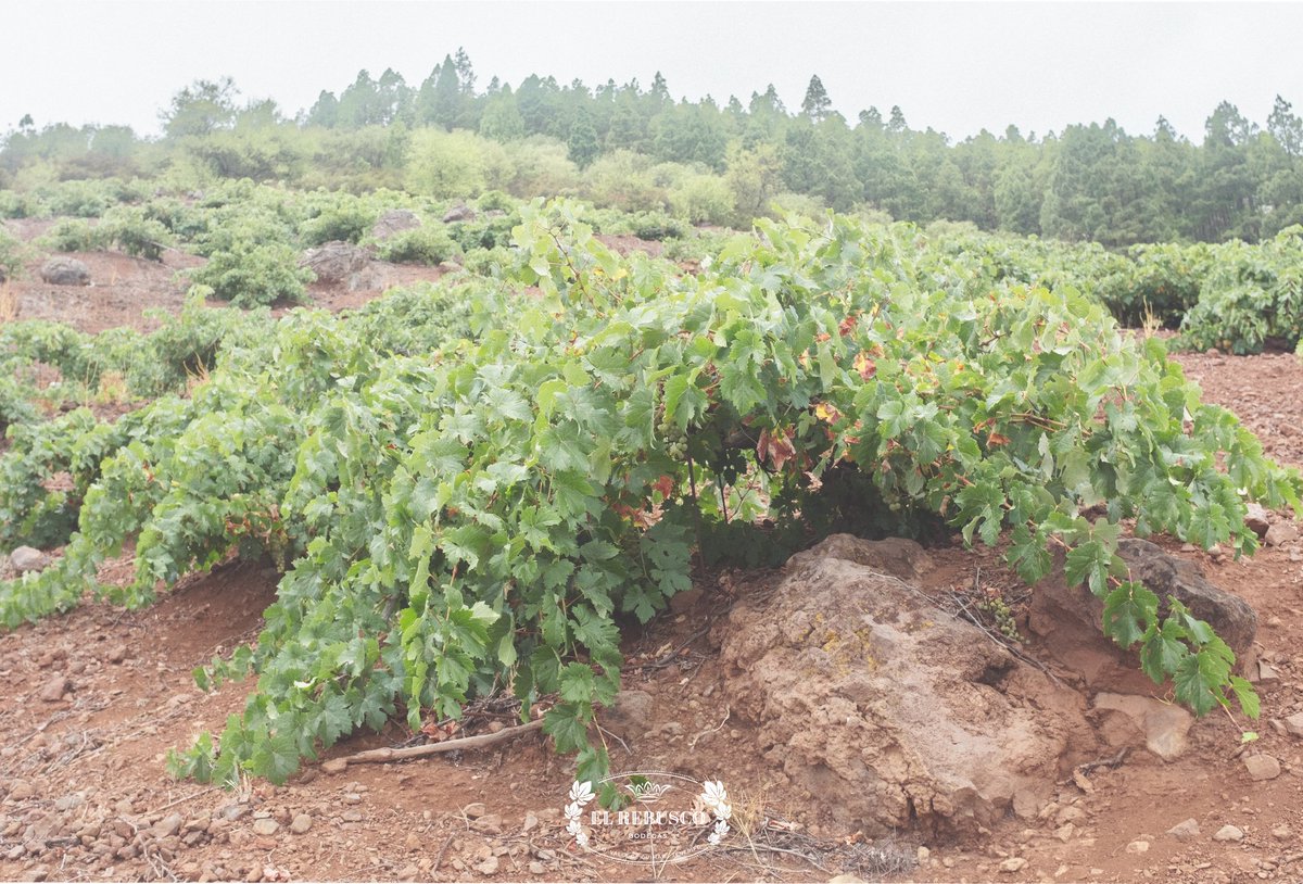 〰️ Con la cosecha terminada, las #bodegas saciadas de mosto, el fresco de las mañanas y la brevedad de las tardes llega el otoño. Rojos, ocres y amarillos, la #viña extenderá toda su gama de colores en cada paisaje #Tenerife #vinosdeTenerife #isladevinos #IslasCanarias #ElRebusco