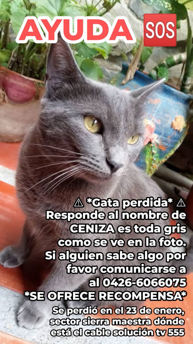 karolcalmita's tweet photo. Ayuden a difundir por favor🙏 
#23deenero #catia #silencio #animalesperdidos #rusoazul #sierra23deenero
#reddeapoyocanino
#misionnevado https://t.co/SRl8Yfn9Em