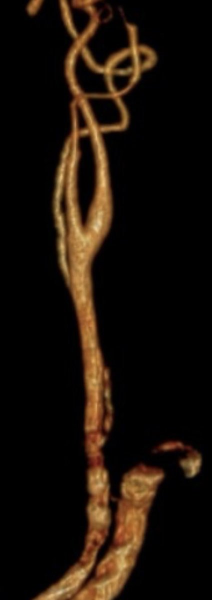 Lili Sadri, MD tweet media