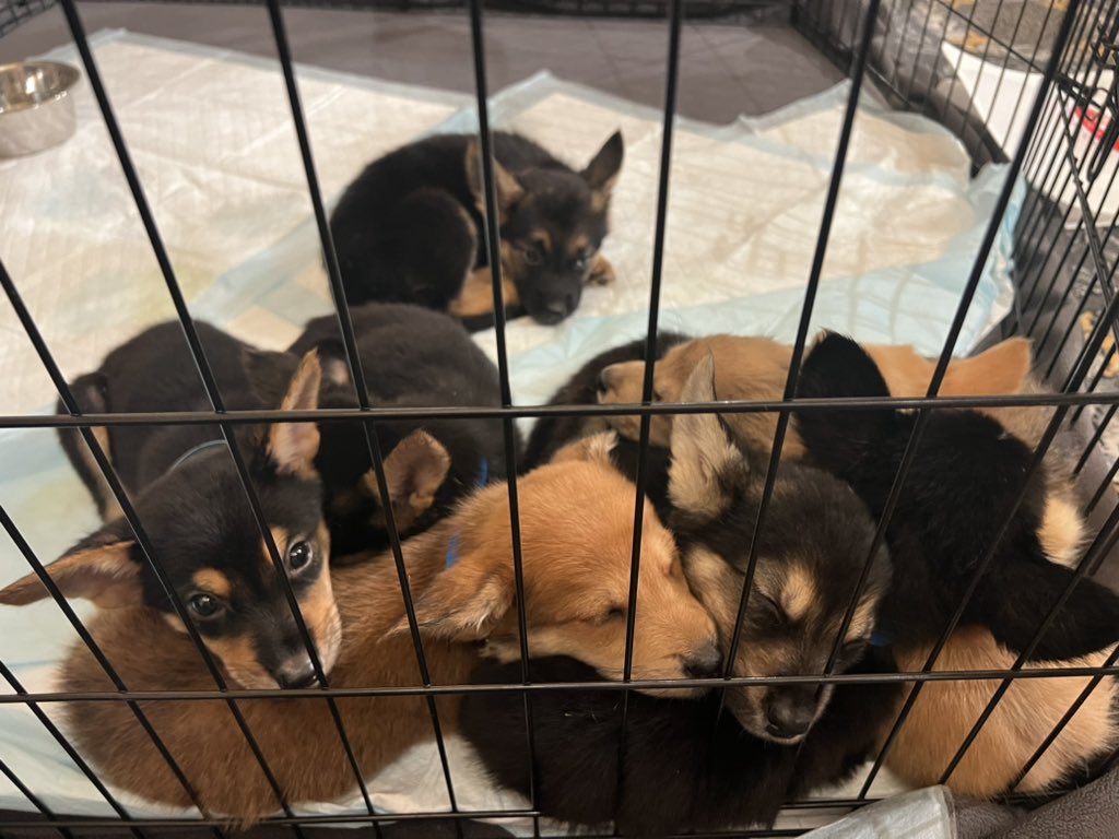 CrystalCostaB's tweet photo. Puppies and kitties took over Capitol Hill last night!! 💜 #PetNightonCapitolHill @petcolove @HABRITweets https://t.co/ImLLDjES9g