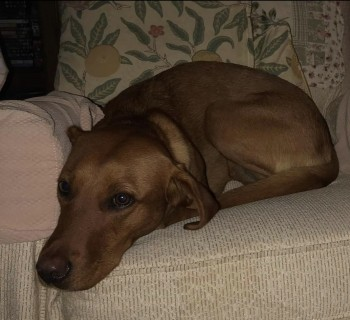 millypod1's tweet photo. 🆘20 SEPT 2023 #Lost AUTUMN #ScanMe
Fox Red Labrador Cross Female #Tagged
#NewtonOnOuse #York #NorthYorkshire #YO30
https://t.co/2O08yB2jT7 https://t.co/9M01goblSg