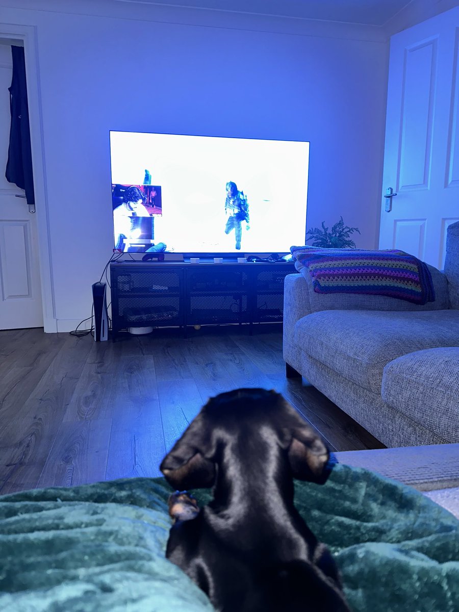 rebeccasheps's tweet photo. Mabel engrossed at @mrgibb0n’s stream 🐶 https://t.co/d8fESsL7TR