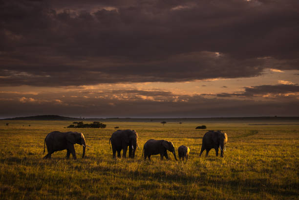 AyshahAwan's tweet photo. If we are to save this species, the demand for ivory – and other elephant parts – must end." Dr. Jane Goodall
3/3
#SaveTheElephants
#BeKindToElephants
#endpoaching
#ProtectWildlife
#WarAgainstPoaching
#beavoiceforthevoiceless
#compassionforanimals
#LoveForAllAnimals https://t.co/C6urdphxtj