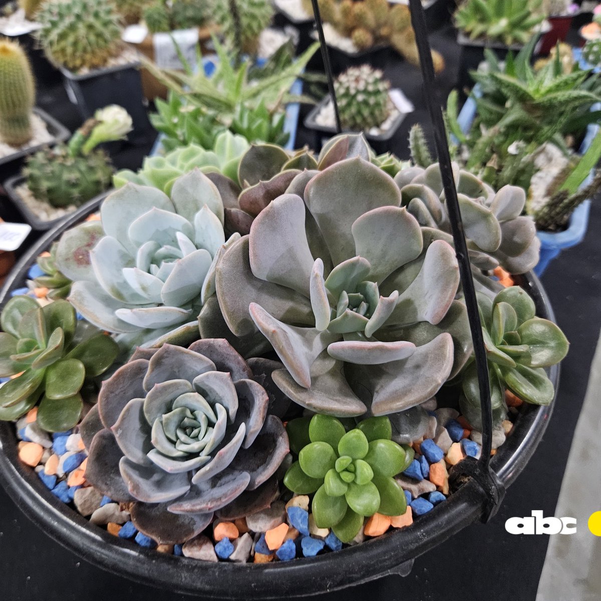 Romance985's tweet photo. #BELENALASIESTA desde la gran #ExpoFlora 💐 en el centro de convenciones del Mariscal 🌺
Vení date una vueltita hasta las 21hs 🙌
#ABCFM985 #SoloÉxitos 💐 https://t.co/FBjqjk0znv