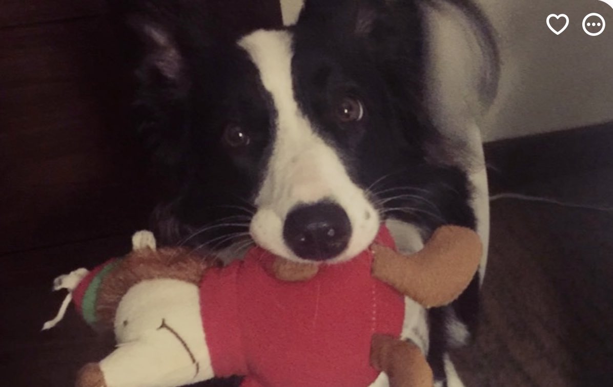 adeer_writer's tweet photo. Our goofy border collie https://t.co/L1R2Hrmv6n