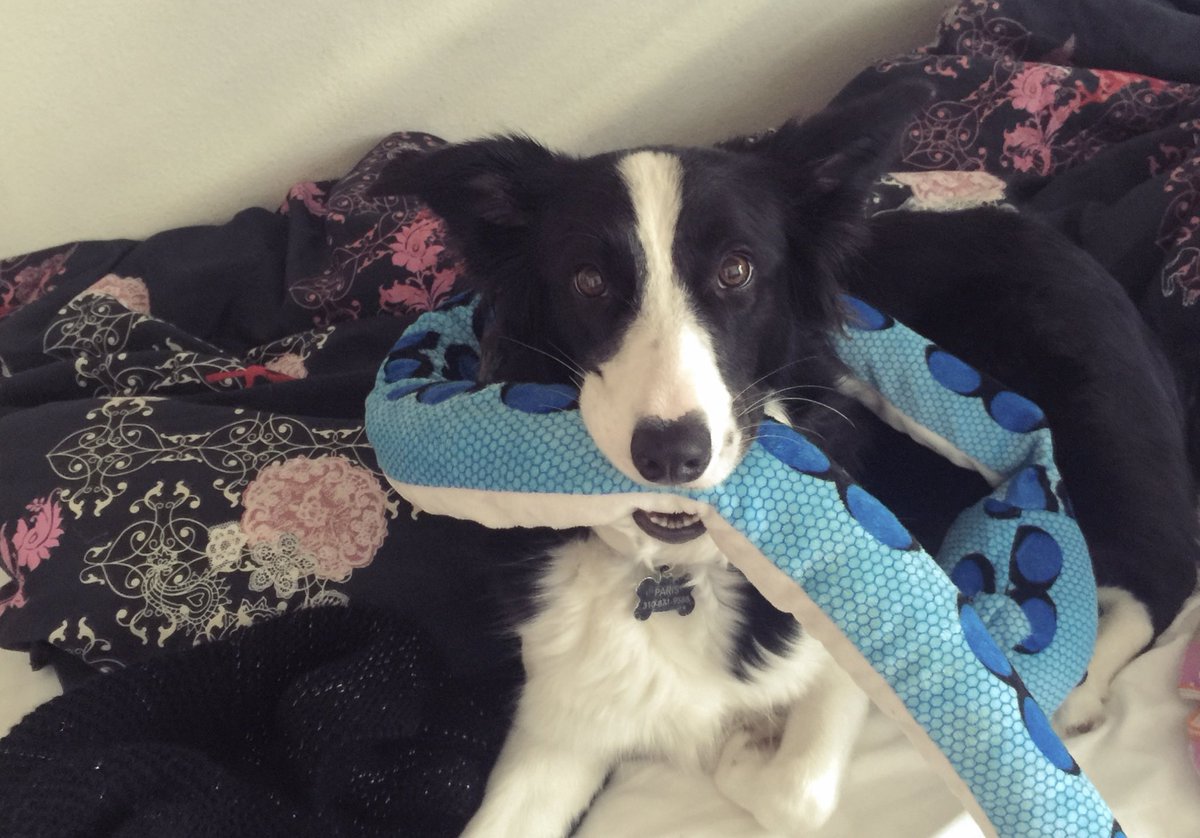 adeer_writer's tweet photo. Our goofy border collie https://t.co/L1R2Hrmv6n