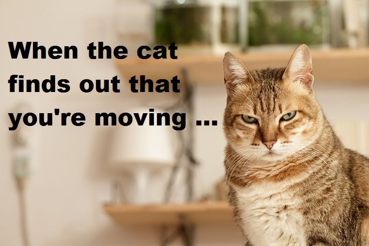 MovingLabor_com tweet picture
