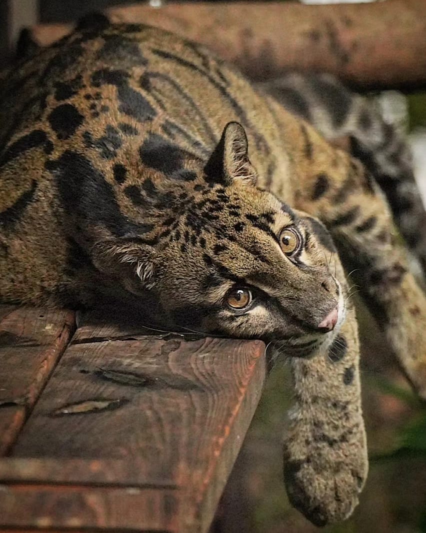 SwimShingo's tweet image. 今日は涼しくなり、暑さが苦手な動物達にも過ごしやすくなりそうですね…😄
#ウンピョウ #ズーラシア  #cloudedleopard