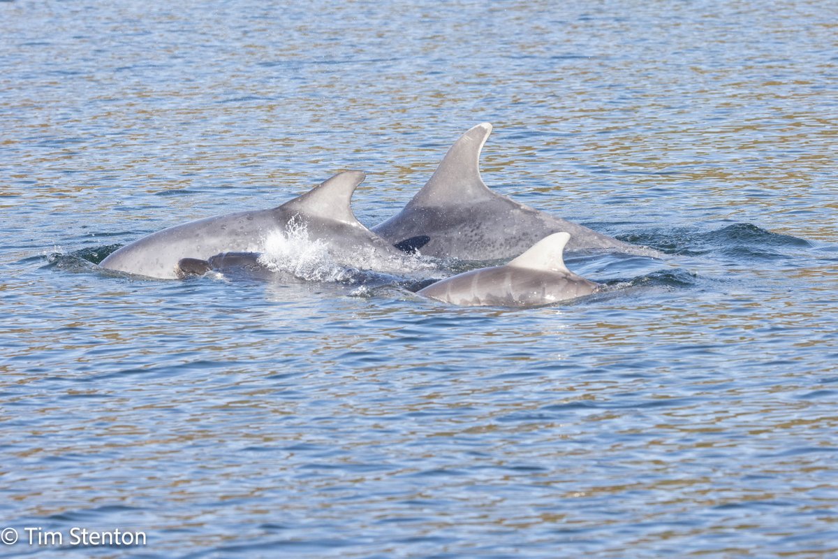 Bottlenose dolphin Eathie, Moray Firth, Scotland. The calf is likely from this year. @BBCSpringwatch #dolphin #wildlivesmatter @whales_org @adoptadolphin @wildscotland @ORCA_web Thanks to @EcoVenturesUK