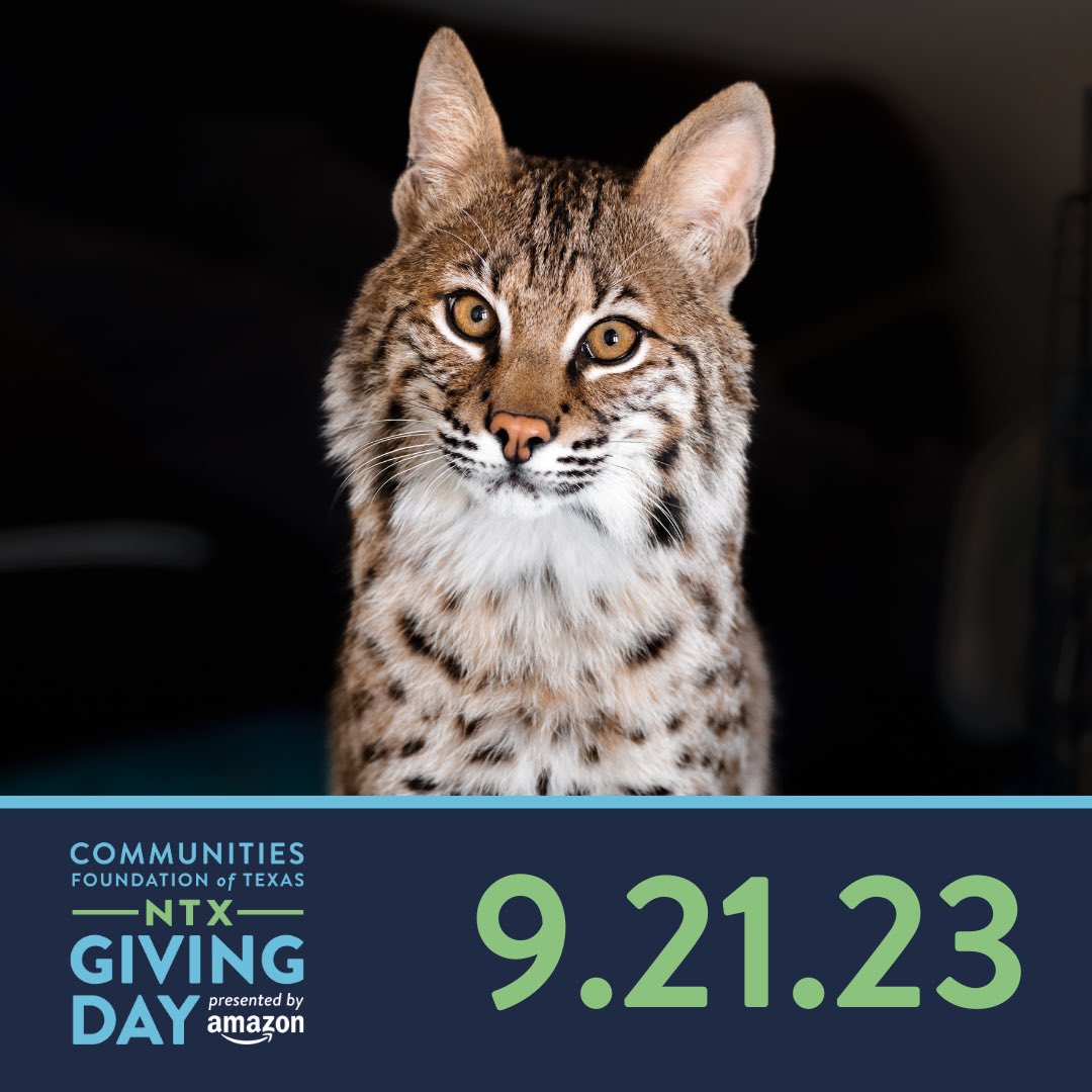 A little goes a long way when everyone gives at once! Help support the animals of CARE by giving what you can today. Funds will go to ongoing veterinary care and operation of the Special CARE Units! Donate at northtexasgivingday.org/organization/c… #NTXGivingDay2023 @NTxGivingDay