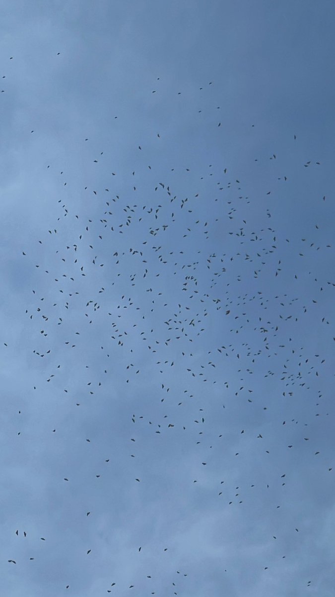 Today at recess, we saw bats (we think?) and a rainbow! It was thrilling! 🦇🌈