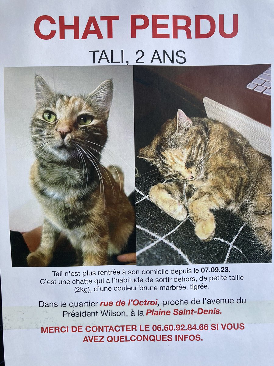 GastonChaChat's tweet photo. Ouvrez bien vos noeils ! Les chamis, cette jolie potit’chatte est ma ouasine (et aussi de @douce_mousse) en banlieue de LeParis que c’est à @VilleSaintDenis ! Y FAUT LA ROTROUVER ! #chatperdu https://t.co/LaHuN6tJ7N