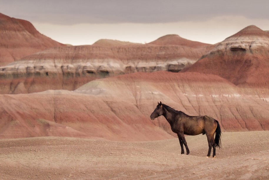 Wild horse management is the subject of debate between managers, horse advocates, livestock producers, and scientists due to the horses' effect on the environment. <a href="/USUAggies/">Utah State University</a> researchers are trying to steer the conversation in a productive way.
tinyurl.com/2ks6tx2c