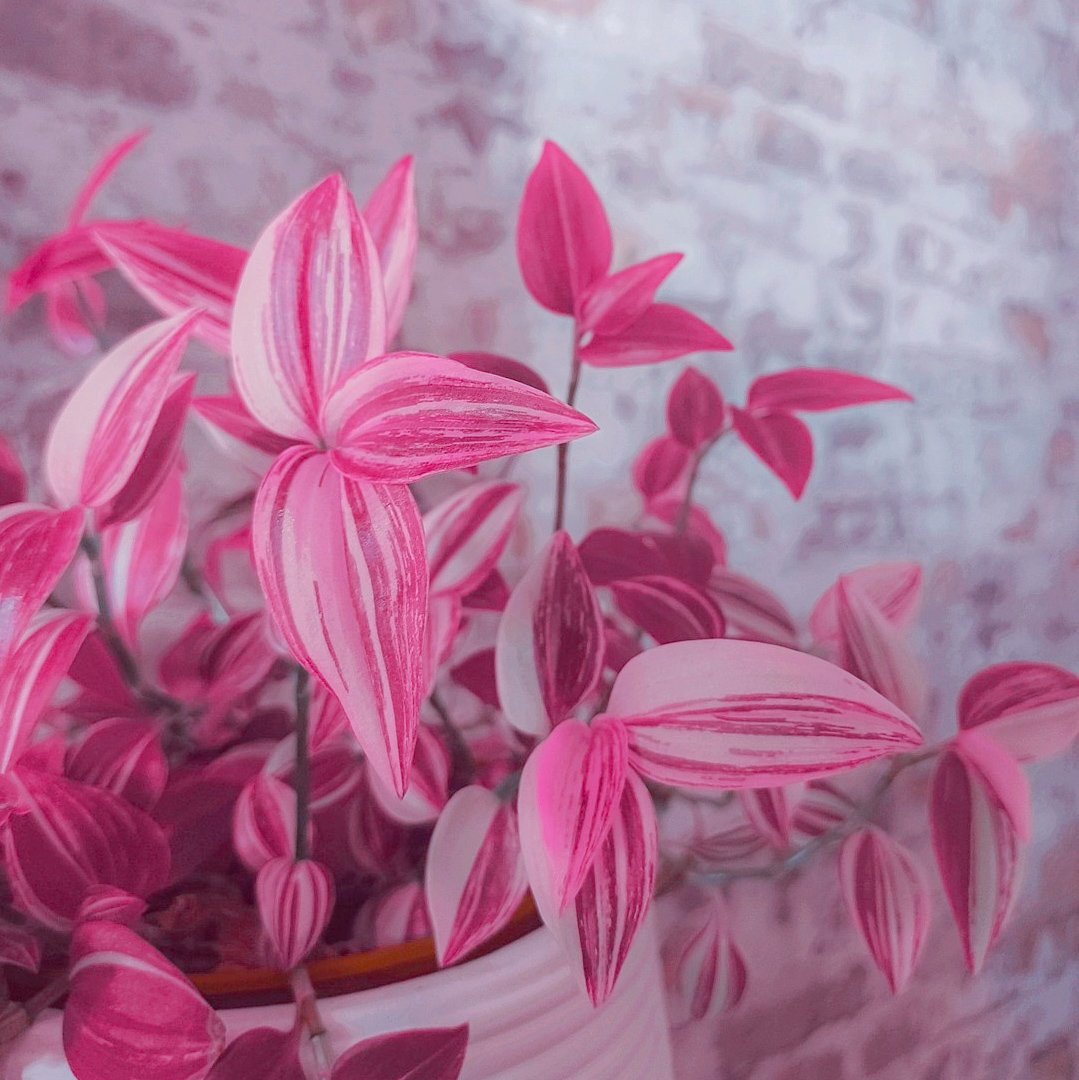 NeaMariella's tweet photo. Good evening! 

"Pink"
21/30 #Septemberphotochallenge

#photography #PhotoChallenge #pink https://t.co/NBOqOoxVtj