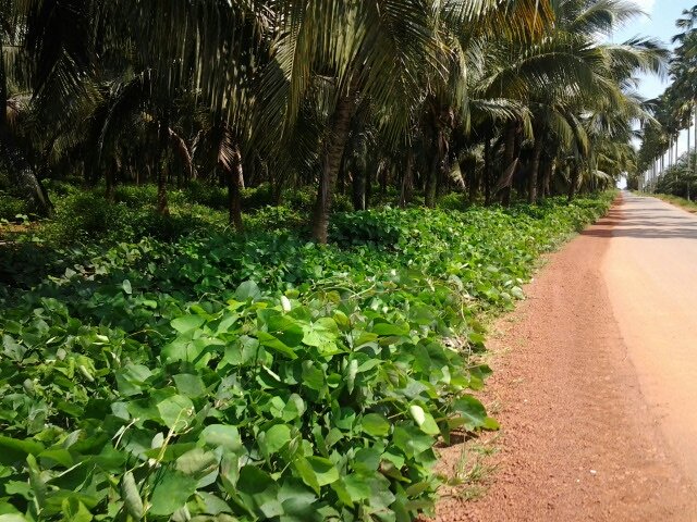Indian Ocean World Centre (@iowcmcgill) on Twitter photo Check out a new episode of the Indian Ocean World Podcast 🎙️!
Dr Sophie Chao (<a href="/Sydney_Uni/">University of Sydney</a>) discusses the complex ecologies of West Papuan oil palm plantations, focusing on two of her articles.
Listen here:
appraisingrisk.com/2023/09/21/sop… Check out a new episode of the Indian Ocean World Podcast 🎙️!
Dr Sophie Chao (<a href="/Sydney_Uni/">University of Sydney</a>) discusses the complex ecologies of West Papuan oil palm plantations, focusing on two of her articles.
Listen here:
appraisingrisk.com/2023/09/21/sop…