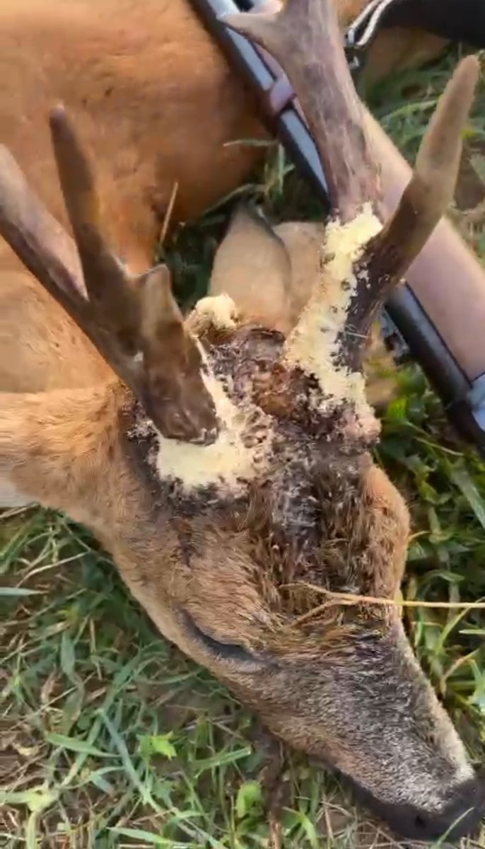 ACEcorzo tweet media