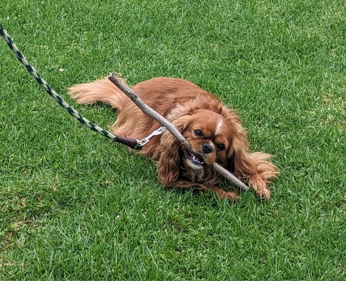 LuminousNumino1's tweet photo. Hey guys I'm celebrating #sticktember ! I just made it up. Really into sticks right now tho - we'll see if it turns
Into #logtober! 😂💕💕🪵 https://t.co/d6ARfw3yzw