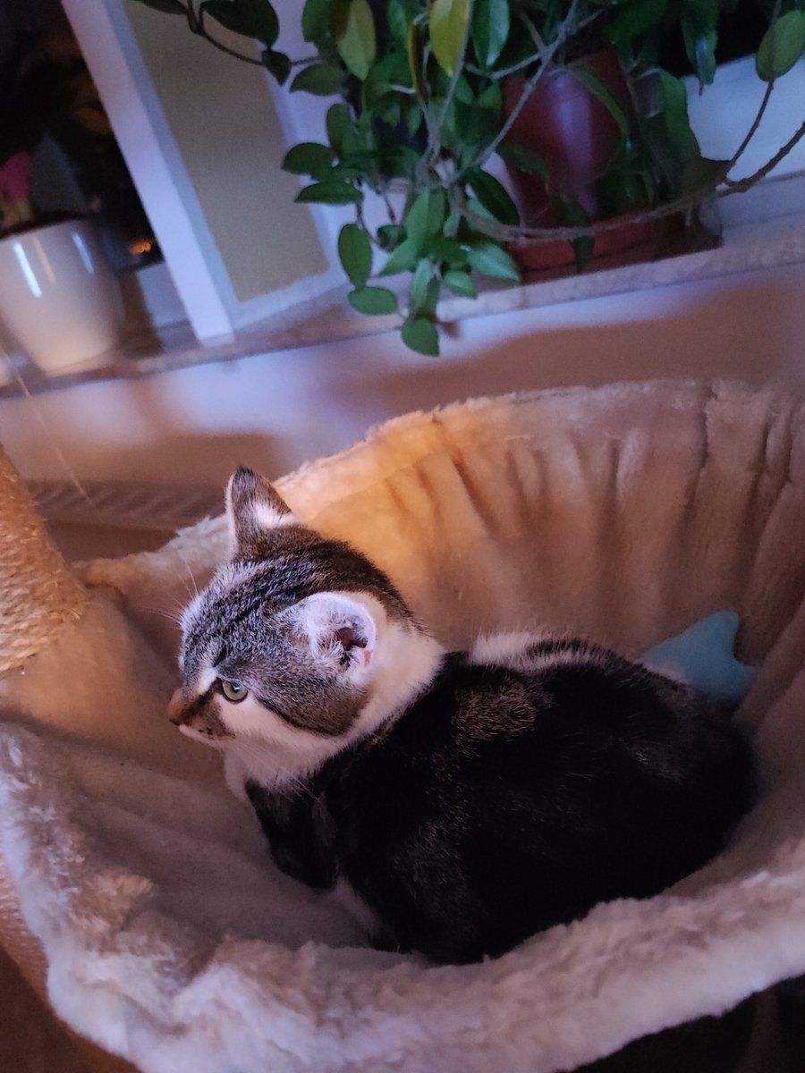 Sir Thomas Glubsch von Kuschelwuschel 😺 tweet media