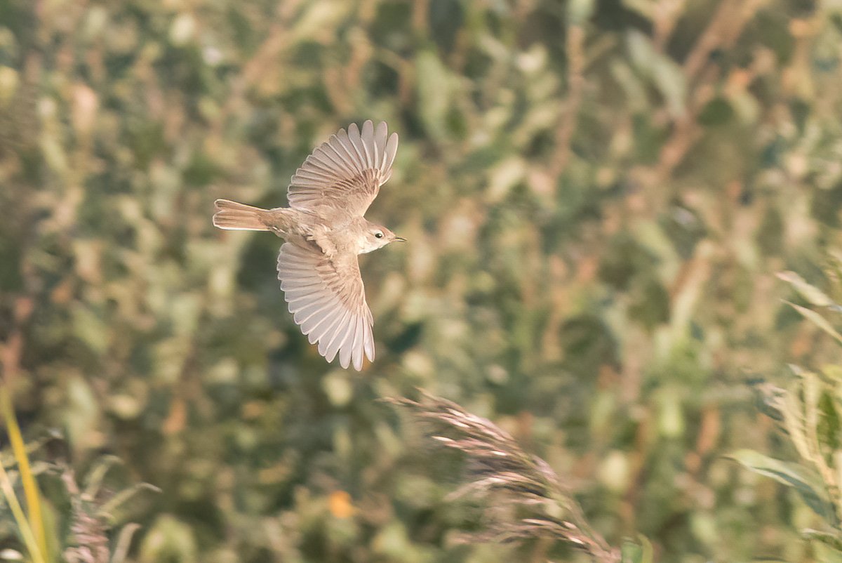 VerweijJochem's tweet photo. This saturday was a great day at #Texel with as highligt this amazing booted warbler! #Bootedwarbler #birding https://t.co/U2UbXuI66r
