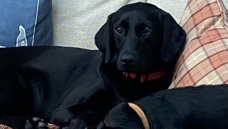 millypod1's tweet photo. 🆘20 SEPT 2023 #Lost XENA #ScanMe
YOUNG Black Labrador Retriever Female
#Hunton nr #SuttonScotney #Winchester #Hampshire #SO21
https://t.co/xhBVaGdgNv https://t.co/c5Pmci4KyQ