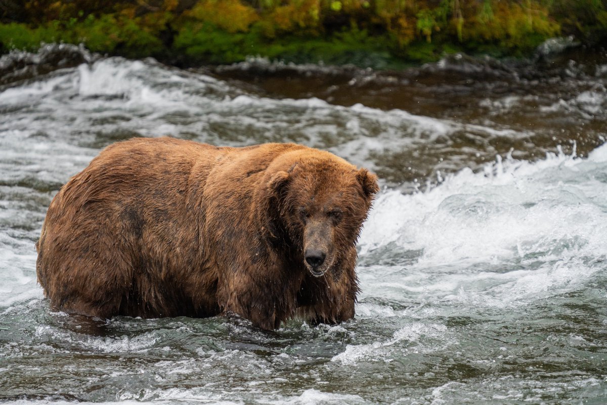 *Shakes you* Babe.. wake up! #FatBearWeek is back! First, vote for chunky cubs in #FatBearJunior 9/28-29! Then, the main event: vote for the burly behemoths as they battle it out on 10/4-10 at fatbearweek.org. Which chubby champ will you cheer for? NPS/F. Jimenez