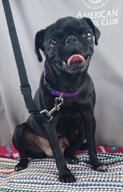 DFW Pug Rescue Club tweet media