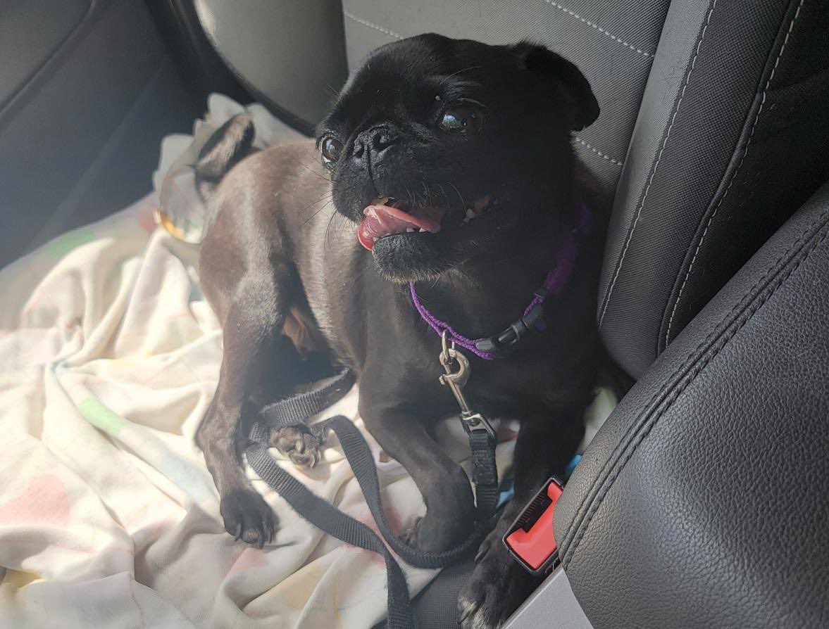 DFW Pug Rescue Club tweet media
