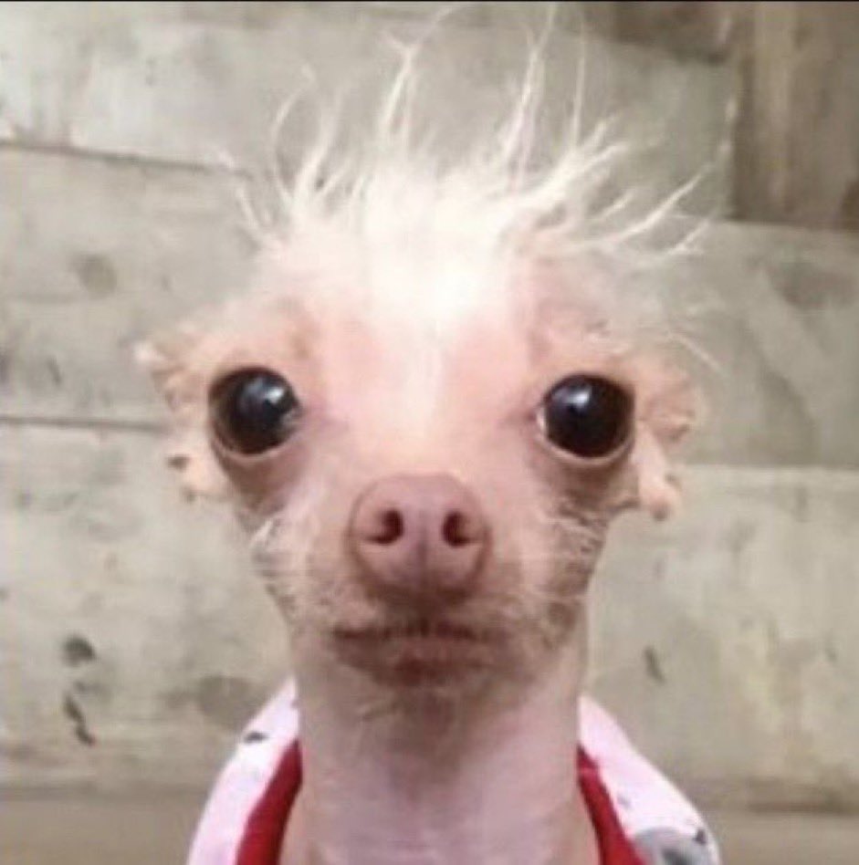 bloodreedus's tweet image. nihil stannies be like "hes so cute omfg🥺" and then nihil look like this