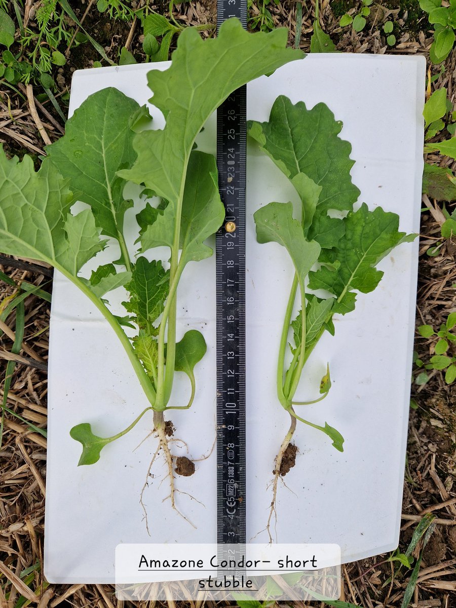 makesoilgreat's tweet image. Trying to learn more about the establishment of wosr with different direcdrills techniques. Here's a small selection of plants from the fieldtrial. 
Drilled 18. August, pictures taken 15. September. 

#notill #striptill
#ConservationAg