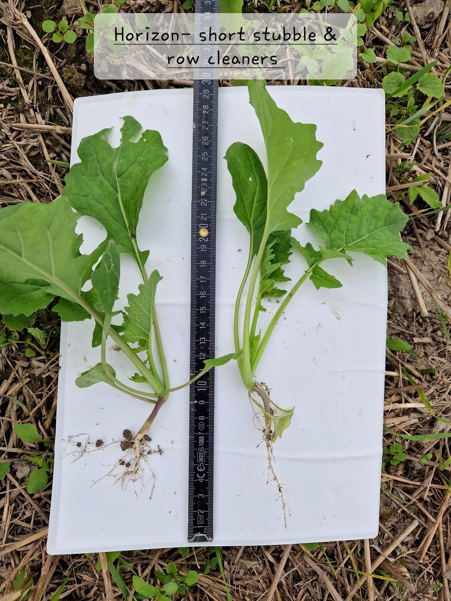 makesoilgreat's tweet image. Trying to learn more about the establishment of wosr with different direcdrills techniques. Here's a small selection of plants from the fieldtrial. 
Drilled 18. August, pictures taken 15. September. 

#notill #striptill
#ConservationAg