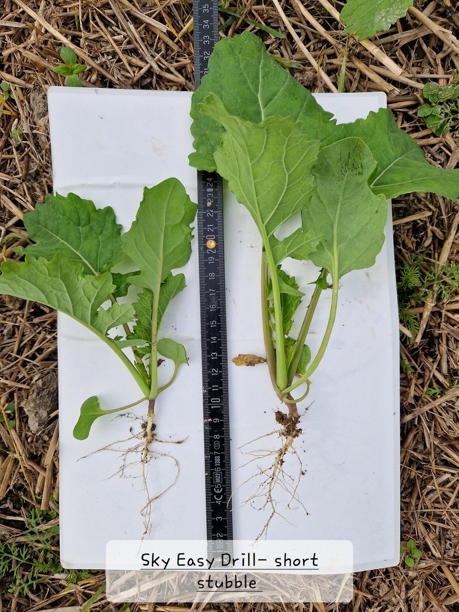 makesoilgreat's tweet image. Trying to learn more about the establishment of wosr with different direcdrills techniques. Here's a small selection of plants from the fieldtrial. 
Drilled 18. August, pictures taken 15. September. 

#notill #striptill
#ConservationAg