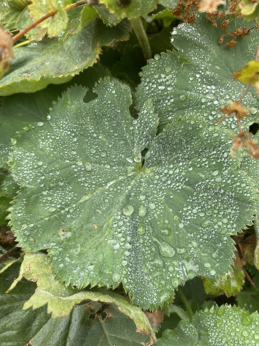 Helsbells32's tweet photo. #September #naturelover #naturelovers #naturephoto #NaturePhotography #photo #photograph #photograghy #pic #picoftheday #pretty #beautiful #shiny #rain #raindrop #raindrops #leaves #garden https://t.co/e4orz2XwL4
