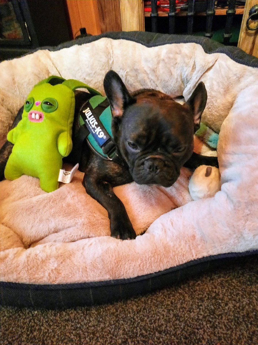 VDeuchars's tweet photo. Wesley Goblin Bed
#dog #dogs #FNAF #frenchie #frenchielover #frenchies #pets #pet #bed #bedroom #Goblin #greengoblin #thing #greentoy #gonlintoy #Wesley
Wesley Goblin Bed https://t.co/enKY5IURBg