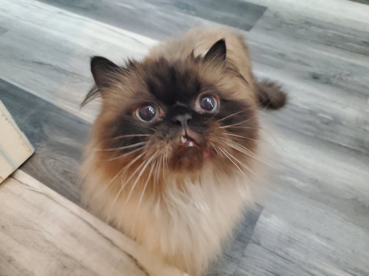 MooCowMali's tweet photo. @BearHybrid Cocoa hopes you feel better! She's half orc and loves to yell at people 💖 https://t.co/sk8HK5MoyS