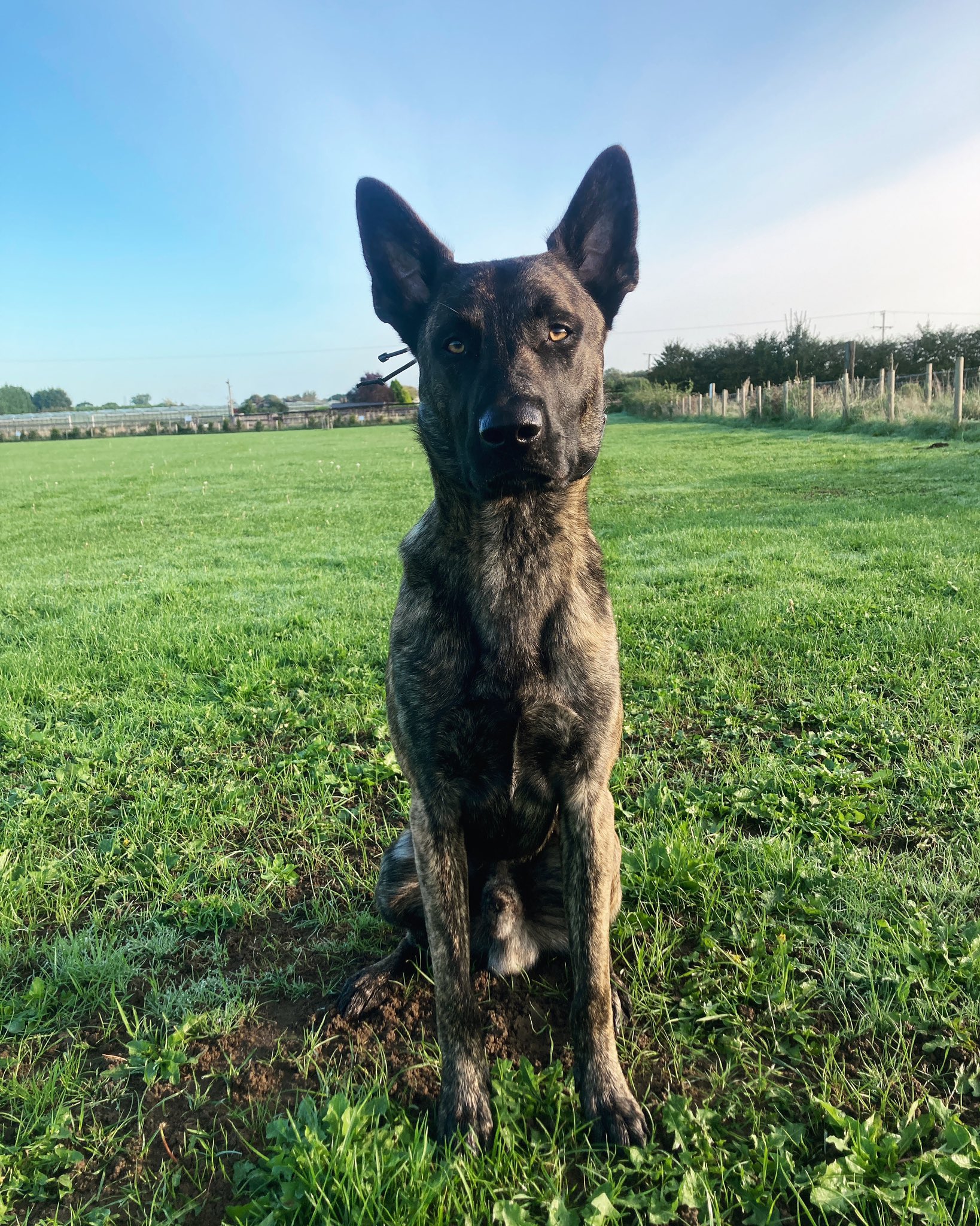 Dutch shepherd malinois best sale cross