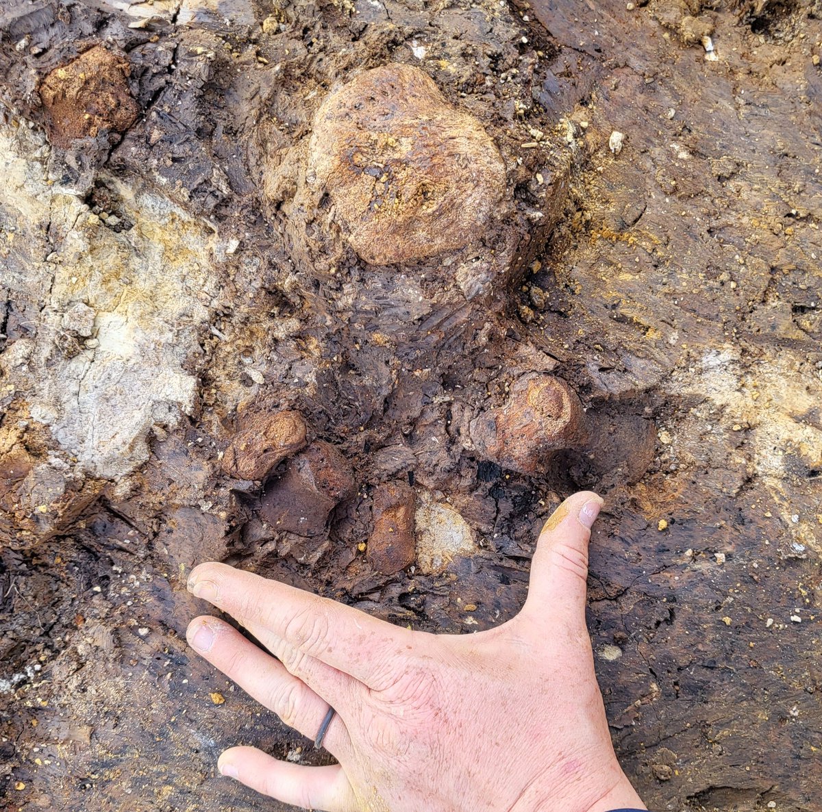 We have a foot!

Laura has found several pieces of the right hind foot of our new juvenile rhino, Puddin!

That makes one hind foot, both front limbs, and a skull. Hopefully we'll end up with most of the skeleton!