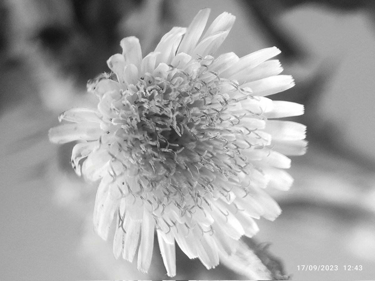 Just a Flower with details #blackandwhitephotography #flowers #potraitphotography #microphotography #harinani2006 #bokech #mi10iphotography