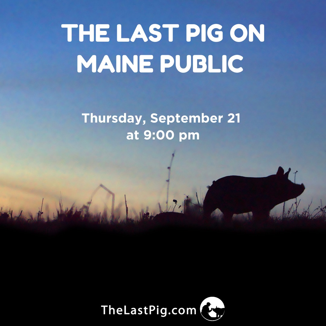 .<a href="/TheLastPigFilm/">The Last Pig</a> is airing on <a href="/MainePublic/">Maine Public</a> TONIGHT, Thursday, September 21st at 9 p.m. 🐽

mainepublic.org/the-last-pig

#thelastpig #documentary #animals