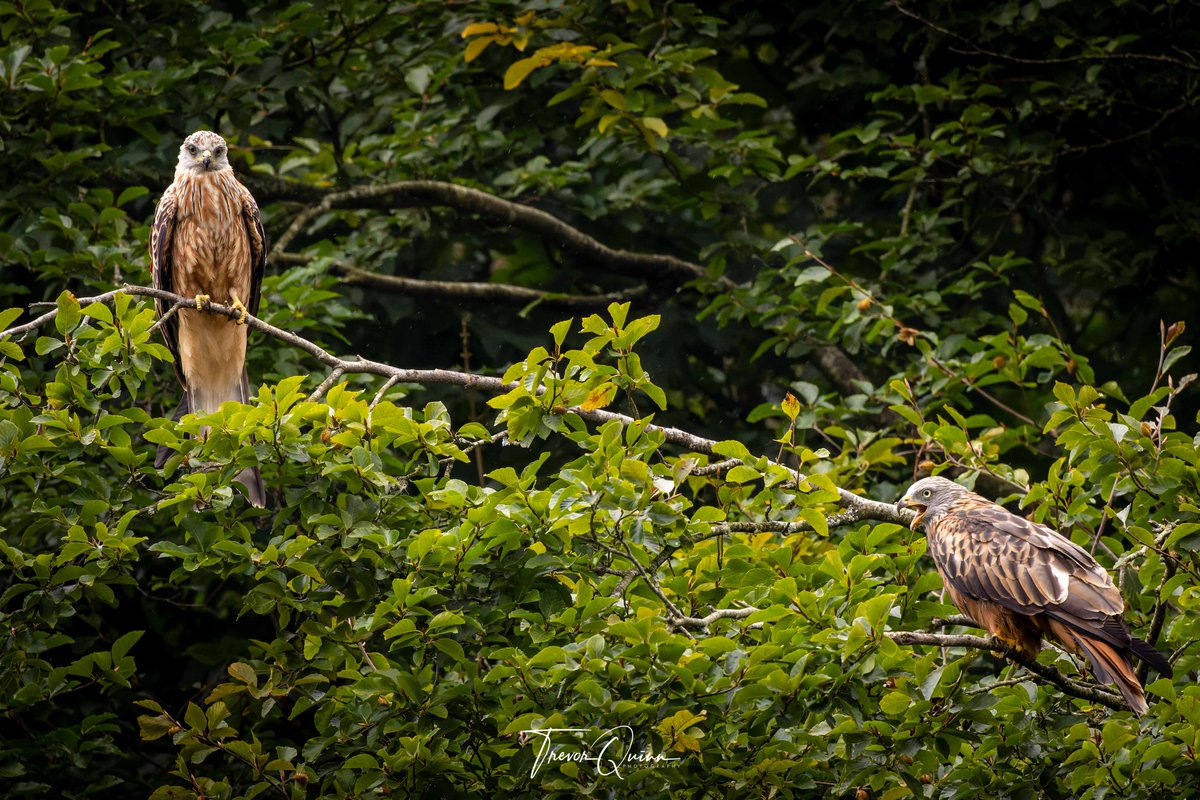 Juvenile Red Kite. First time getting a decent photo of a young one. This was taken 13th Sept 2023 in Avoca #redkite #avoca #wicklow #wildlife #birdsofprey #BirdsOfTwitter #vmweather <a href="/deric_tv/">Deric</a> <a href="/barrabest/">Barra Best</a> <a href="/StormHour/">#StormHour</a> @LensAreLive @PictureIreland