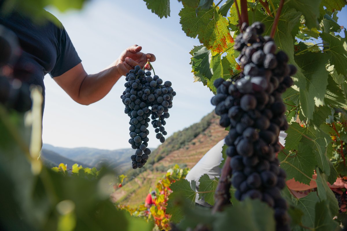 TaylorsPortWine's tweet photo. The Douro Valley is the largest area of hot climate mountain vineyard in the world. The vines are planted on terraces built on the very steep hillsides. The vines provide low yields of very high quality grapes and much of the vineyard work is done by hand.
#harvest #vindimas https://t.co/E0bb3RQbIH