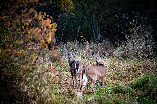 Why is antlerless deer harvest important to Michigan Our deer specialist takes a deep dive into the state’s deer population and some struggles our herd could face in coming years. Read the article here: content.govdelivery.com/accounts/MIDNR…