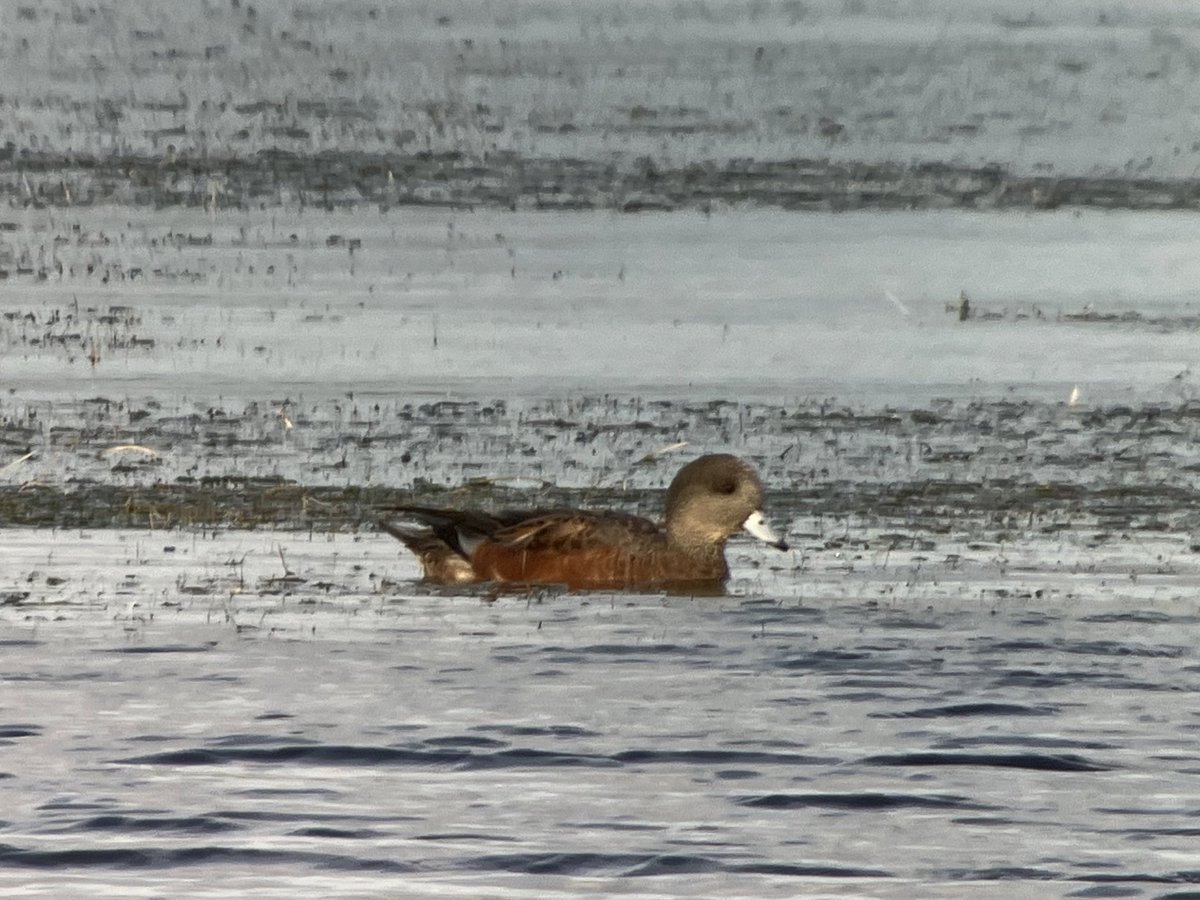 Nice eclipse drake American wigeon on Inishmore island, Co, Galway this evening with <a href="/joeproudfoot200/">Joe Proudfoot</a> and Hugh Delaney. #autumnbirding <a href="/BirdGuides/">BirdGuides</a>