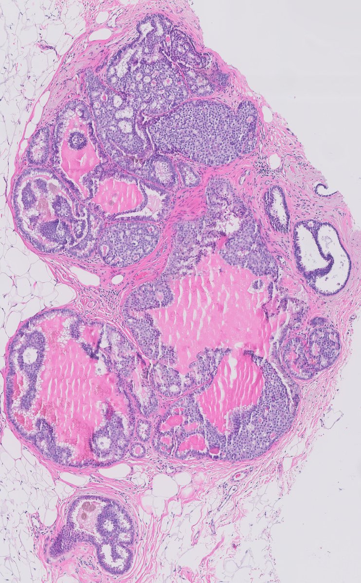 Fouad Boulos tweet media