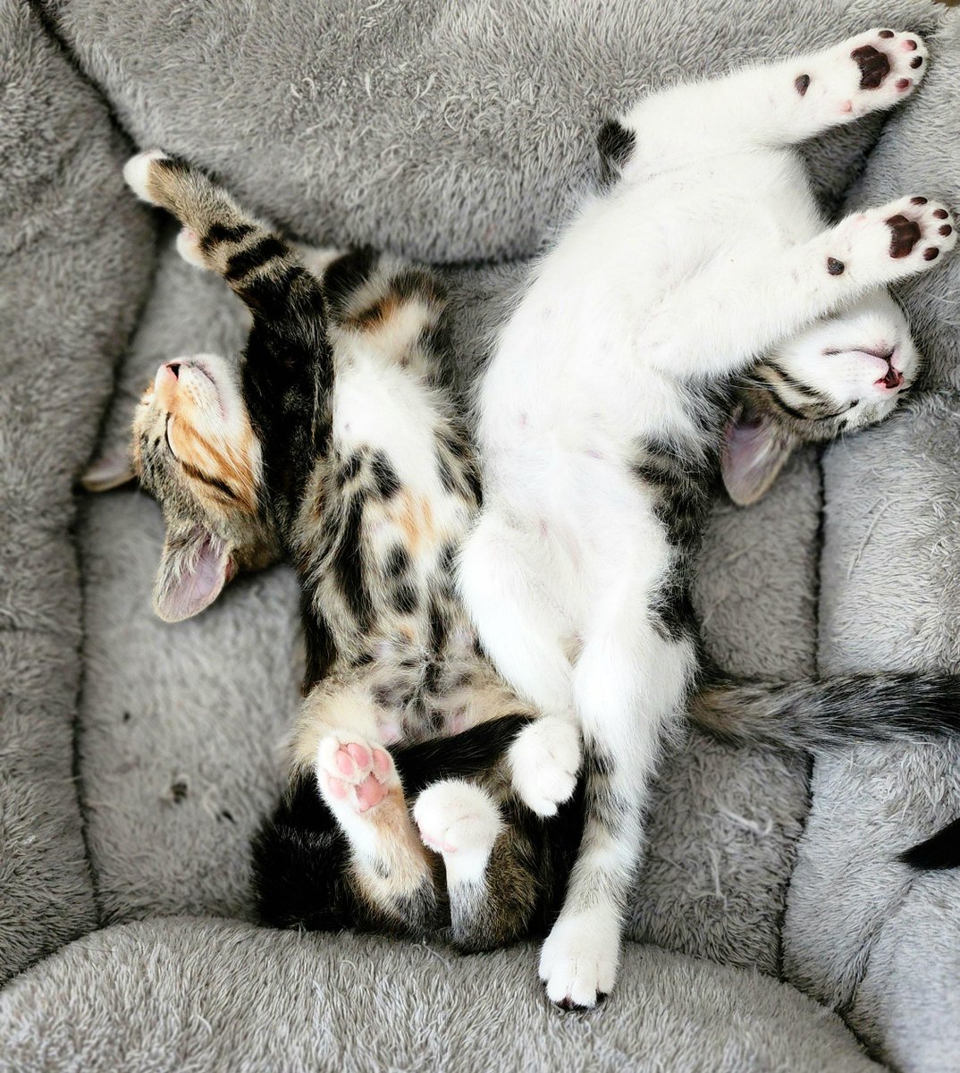 ID__ENG's tweet image. #eufyDualCam