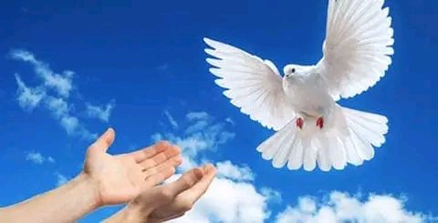 Somos un país de paz y amor. Feliz #DiaInternacionalDeLaPaz 

#CubaEsAmor🇨🇺